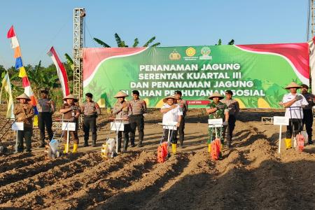 Perhutani Dukung Penanaman Jagung Sere