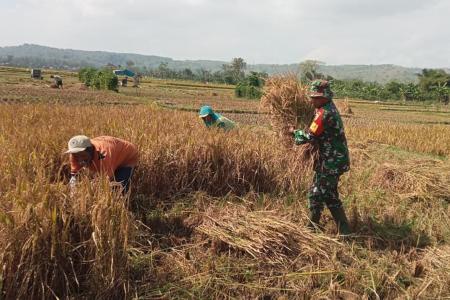 Babinsa Margomulyo Dampingi Panen Padi