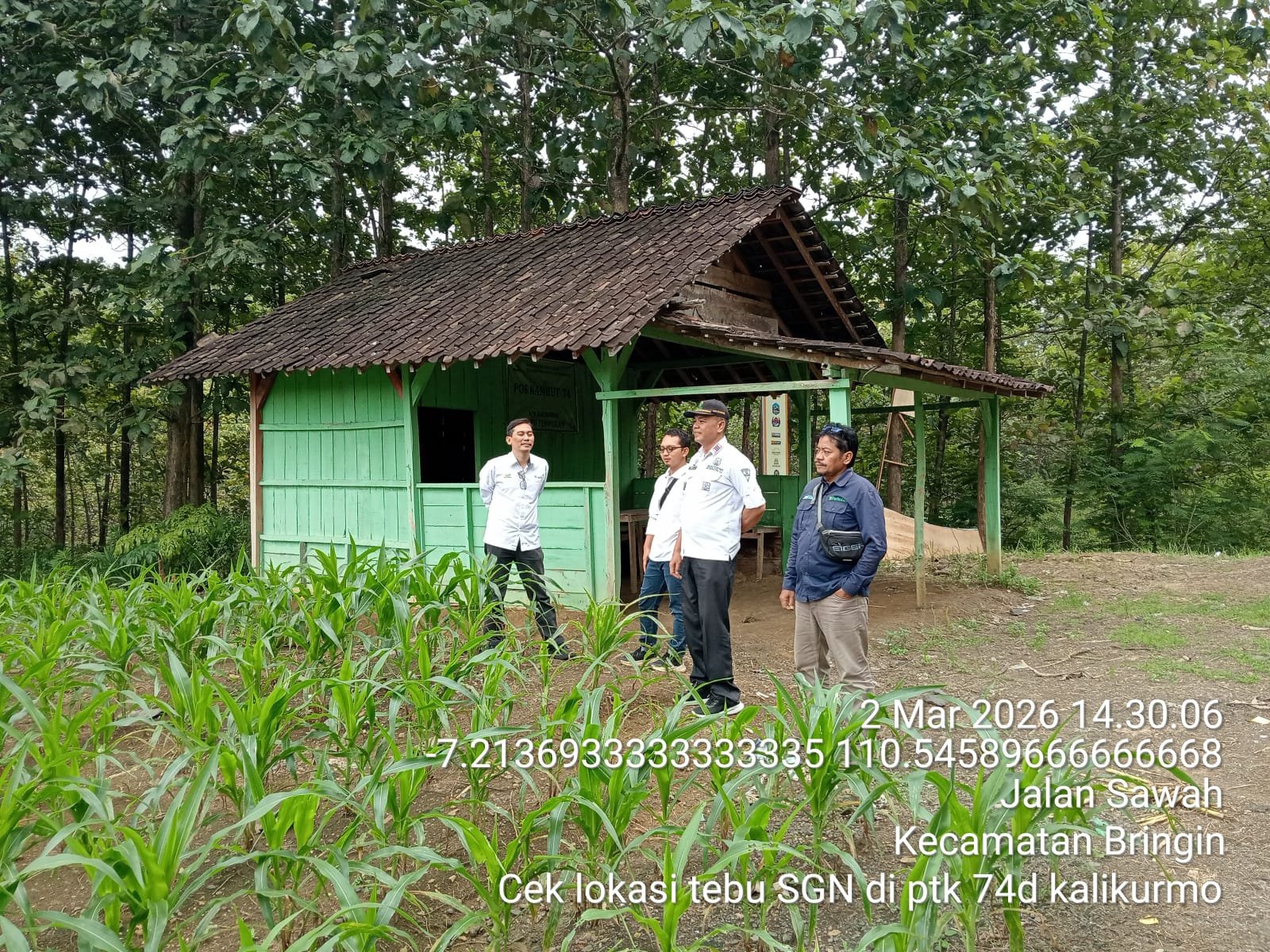 Perhutani KPH Semarang dan PT SGN Lakukan Pengecekan Lapangan Lokasi Tanaman Tebu di Bringin dan Ked