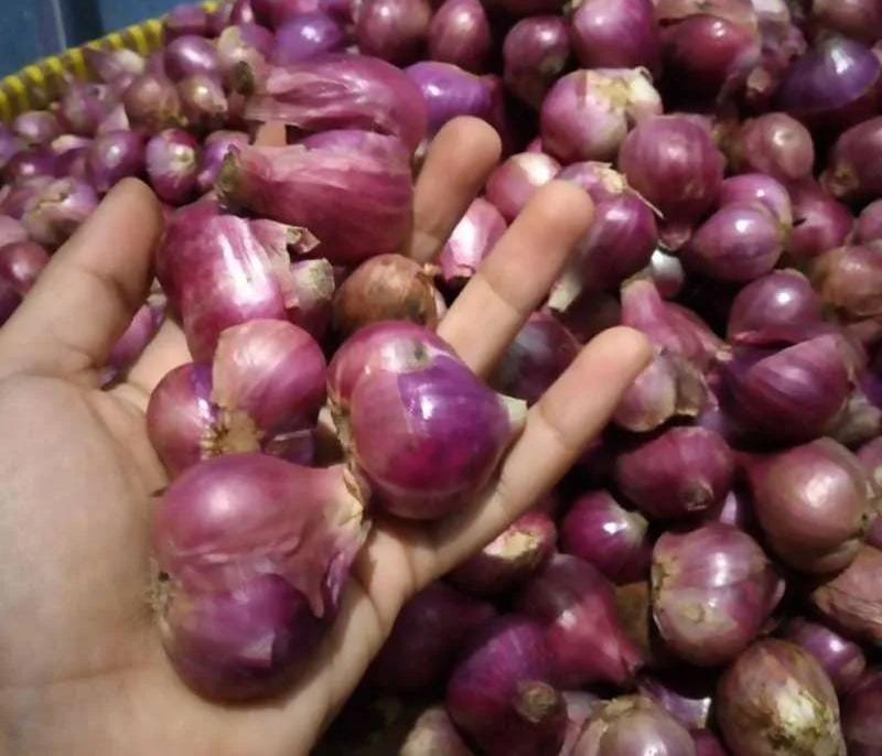 Petani Bawang Merah Kendal Menjerit, Harga Panen Jatuh Drastis Saat Musim Panen