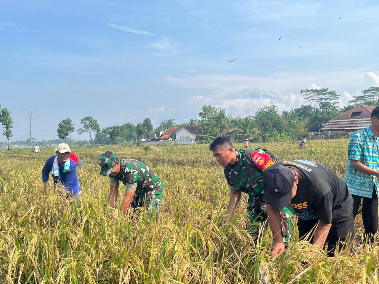 Panen Raya Bersama TMMD, Dari Bulir Padi Menguatkan Ketahanan
