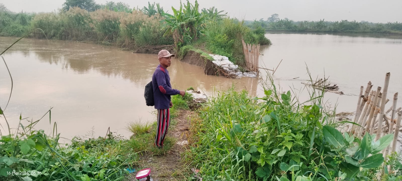 Hanya Dikirimi Karung Pasir, Warga Pidodokulon Waswas, Kini Tanggul Bodri Jebol Rendam Tambak