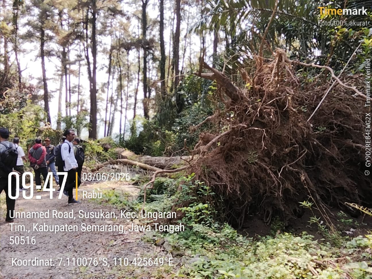 astikan Kondisi Aman, Perhutani KPH Semarang Lakukan Pengecekan Pohon Tumbang di Kawasan Wisata Jate