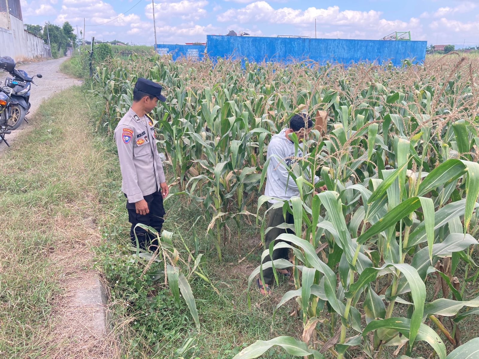 Bhabinkamtibmas Desa Boro Aktif Dampingi Petani Jagung, Dukung Program Ketahanan Pangan Nasional