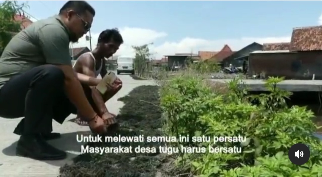 Desa Tugu Sayung Demak Potensi Rumput Laut Di Tanah Abrasi Paska Pande