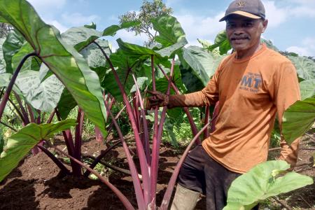 SMP NEGERI 4 KUTASARI MELAKUKAN PENANAMAN TALES PAPUA UNTUK KEWIRAUSAH