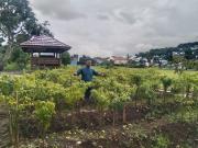 Peran Petani Milenial Dalam Pengolahan Lahan