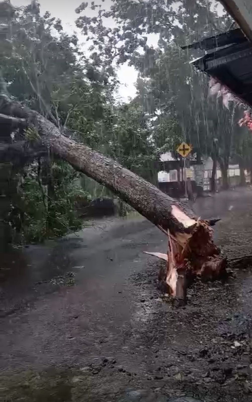 Evakuasi Pohon Tumbang Di Desa Kedungwuluh Akibat Hujan Dan Angin