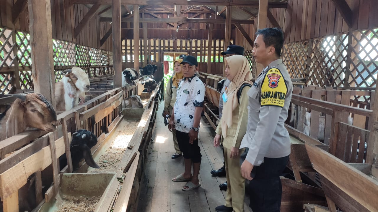 Pmk Kembali Marak, Polisi Edukasi Peternak Di Demak