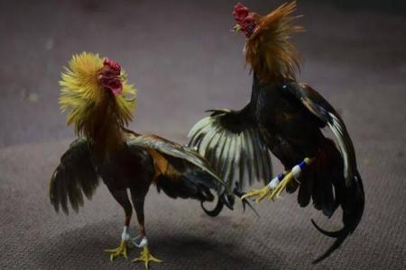  Perjudian Sabung Ayam Dan Dadu Kopyok Di Desa Sumberrejo Kecamatan Ng