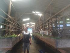 Kambing Perah Sakti Farm Hasilkan Susu Berkualitas Terbaik