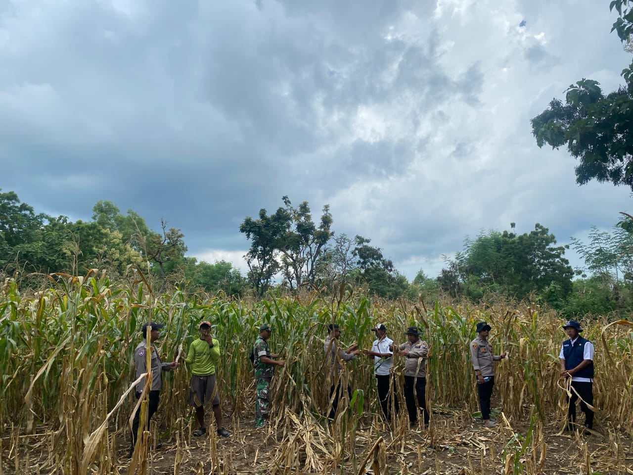 Polsek Sapudi Dan Koramil Monitoring Tanaman Jagung Di Desa Prambanan,