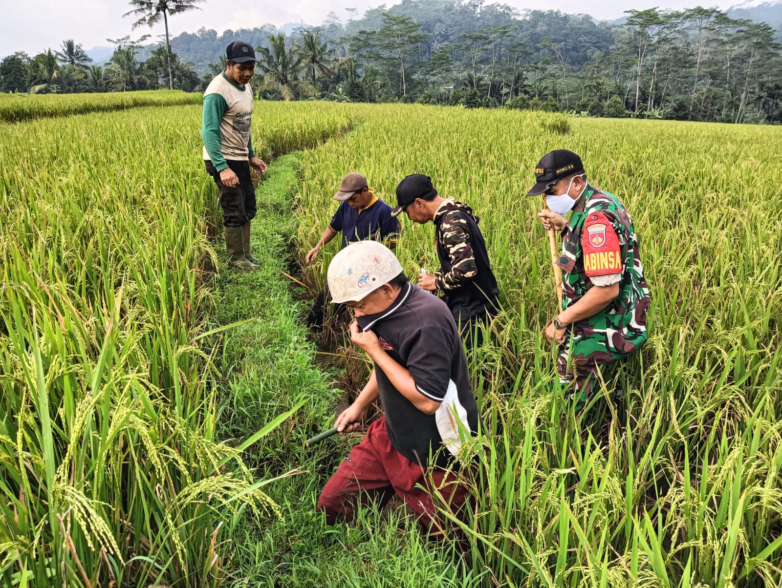 Gropyok Tikus Massal Di Wonokerto: Kolaborasi Tni, Petani, Dan Pemerin