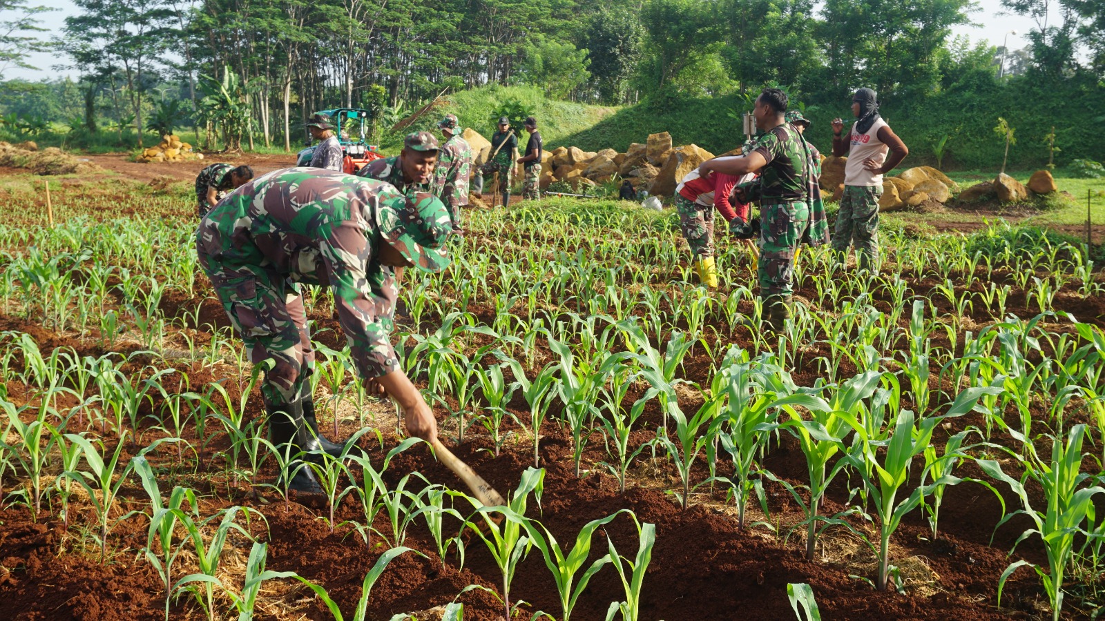 Sulap Lahan Tidur Untuk Ketahanan Pangan, Kodim Batang Tanam Jagung Da