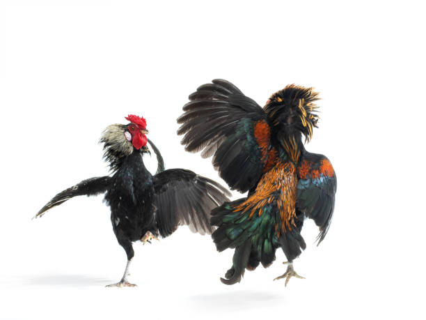 Las Vegas Kalangan Sabung Ayam Wilayah Hukum Polresta Banyuwangi Semak