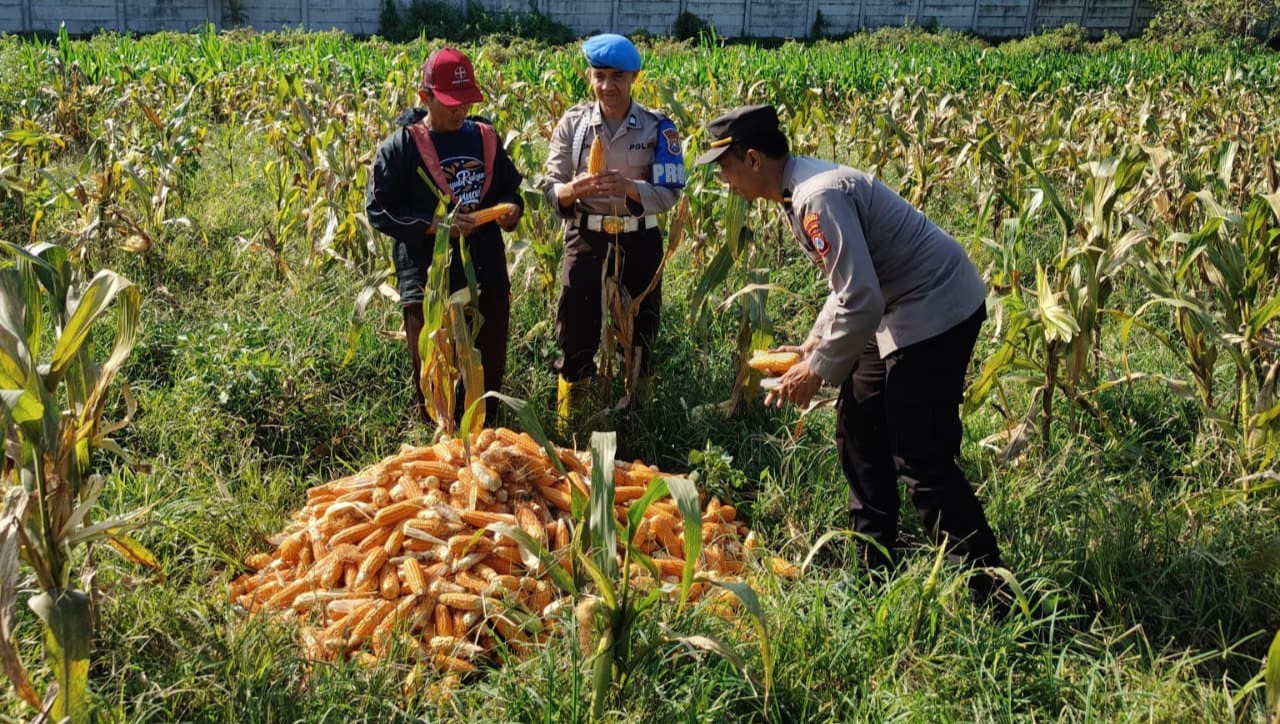 Dukung Ketahanan Pangan Nasional: Polresta Malang Kota Dan Gapoktan Pa