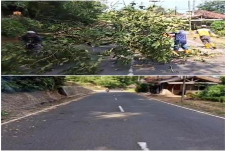 DPUPR UPTDPJJ Lebak Bergerak Cepat Tangani Pohon Tumbang di Jalan Baya