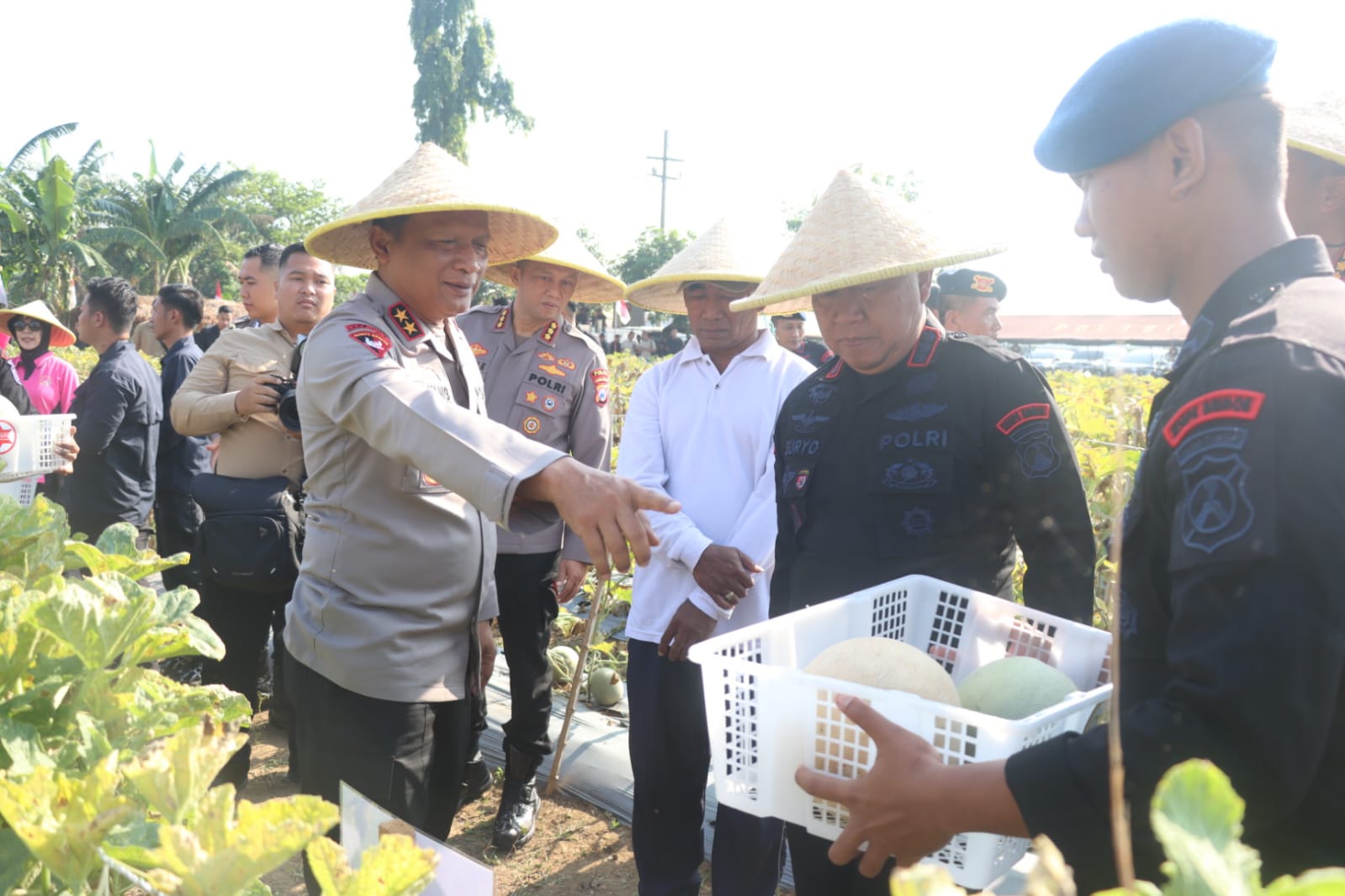 Brimob Polda Jatim Panen Melon Dan Semangka, Dukung Program Ketahanan