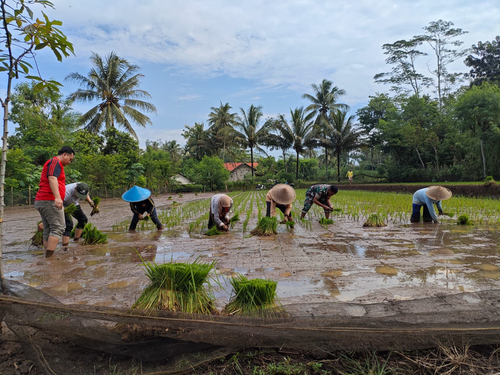 Babinsa Olak Alen Dampingi Petani Tanam Padi, Wujud Nyata Dukungan Tni
