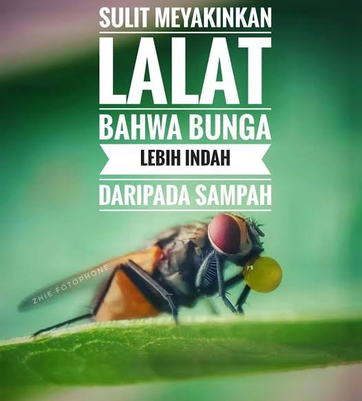 Jangan Percaya Kepada Lalat Yang Suka Bunga