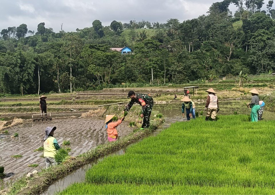 Wujudkan Ketahanan Pangan Babinsa Gandusari Turun Ke Sawah Bantu Petan