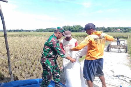 Babinsa Sukorejo Koramil 080809 Sutojayan Bantu Panen Padi Dukung Keta