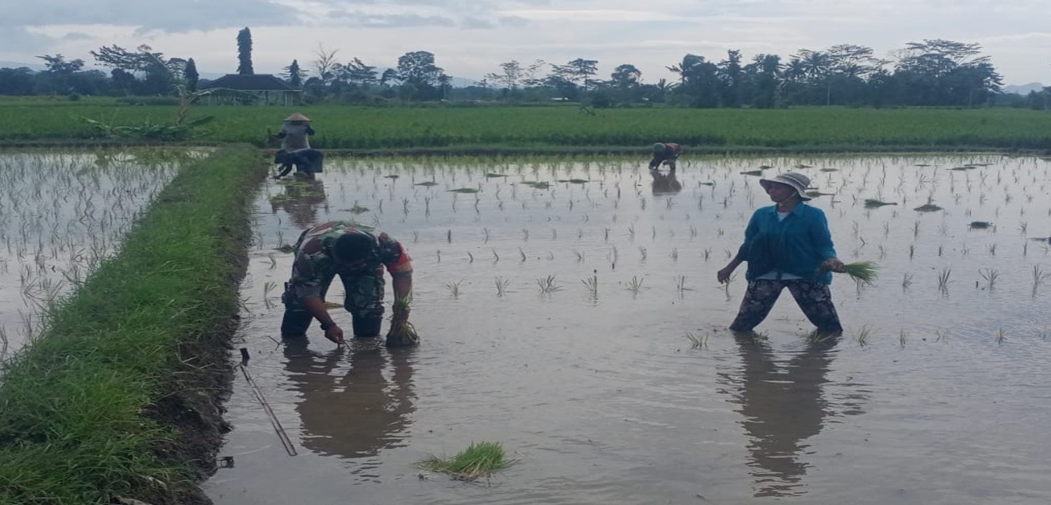 Dukung Ketahanan Pangan Nasional Serda Dedy Awang Dampingi Penanaman P