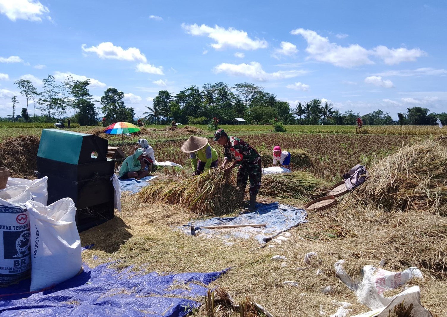 Dukung Swasembada Pangan Nasional, Babinsa Desa Slumbung Dampingi Peta