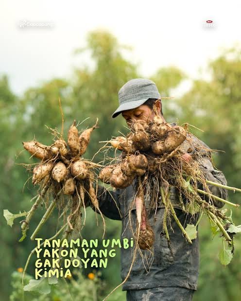 Umbi Yakon Potensi Meningkatkan Ekonomi Petani Wonosobo
